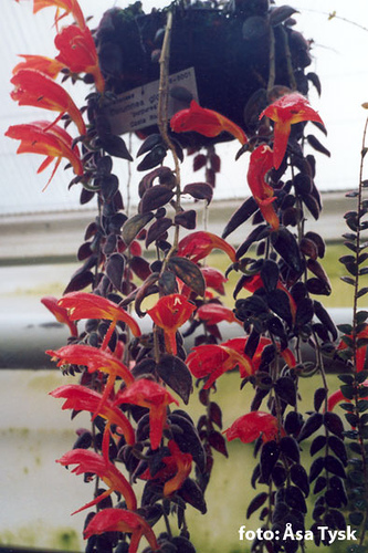 کولومنئا گلوریوزا